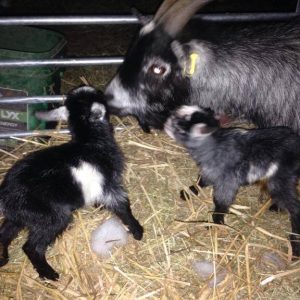 Three pigmy goats stood on hay