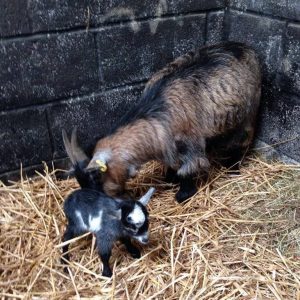 Two pigmy goats stood in a barn