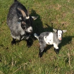 Two pigmy goats stood in a field