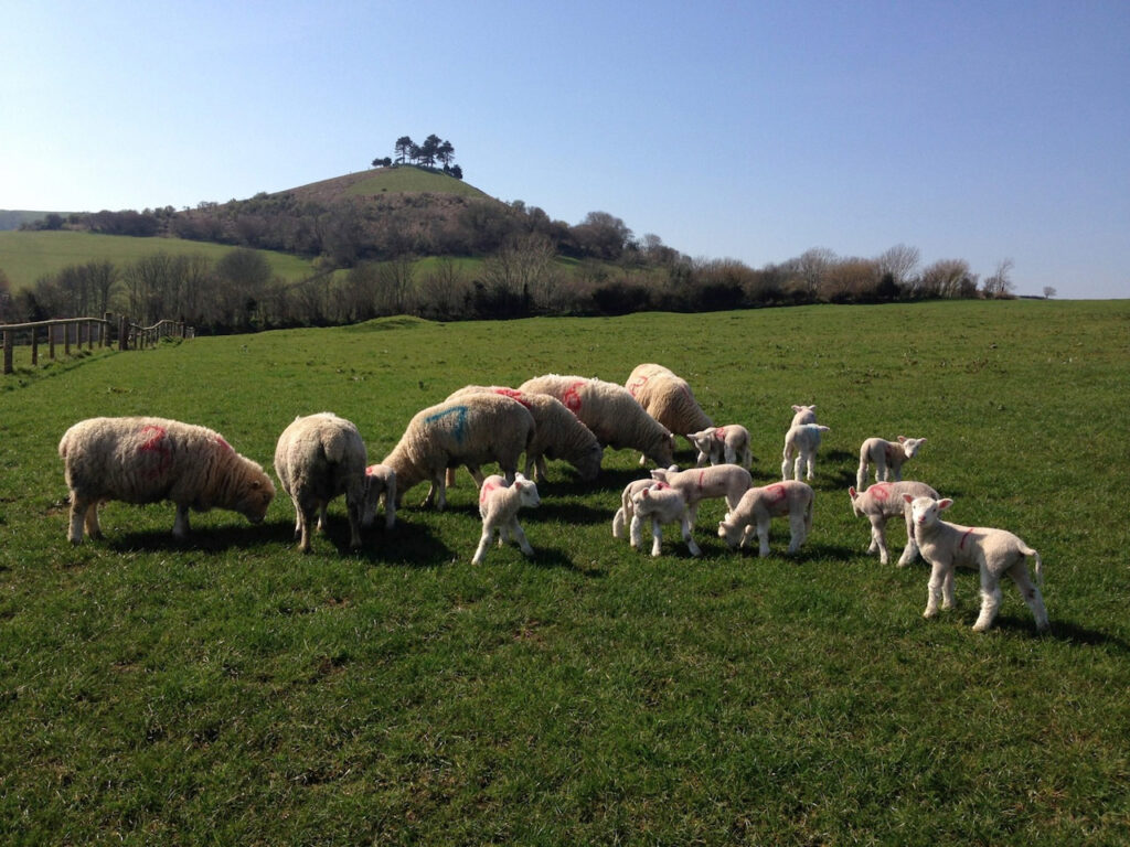 A field of sheep and lambs on a hill with a hill in the background and fence to the left