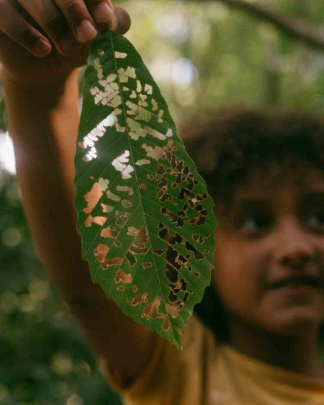 Discover the Wildlings